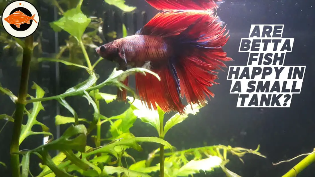 Are Betta Fish Happy In A Small Tank The Happiness of Betta Fish