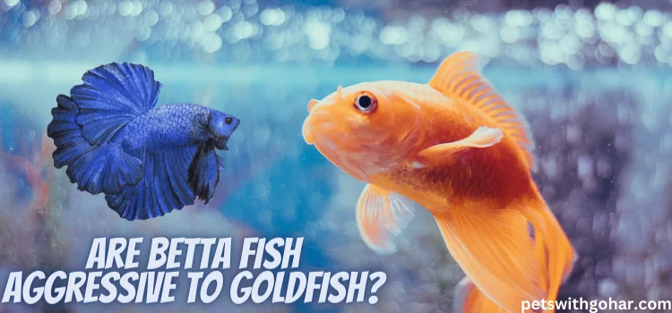 Are Bettas Aggressive To Other Fish