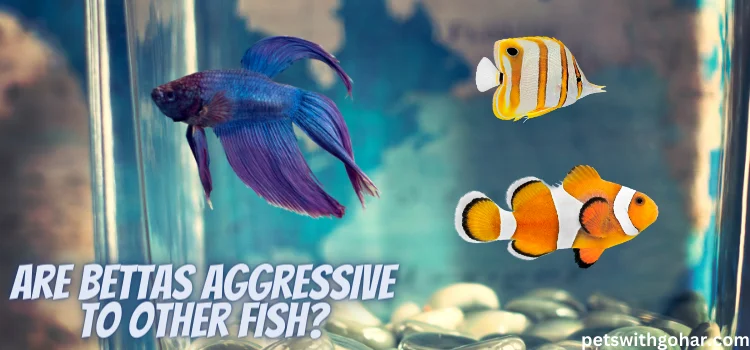 Are Bettas Aggressive To Other Fish