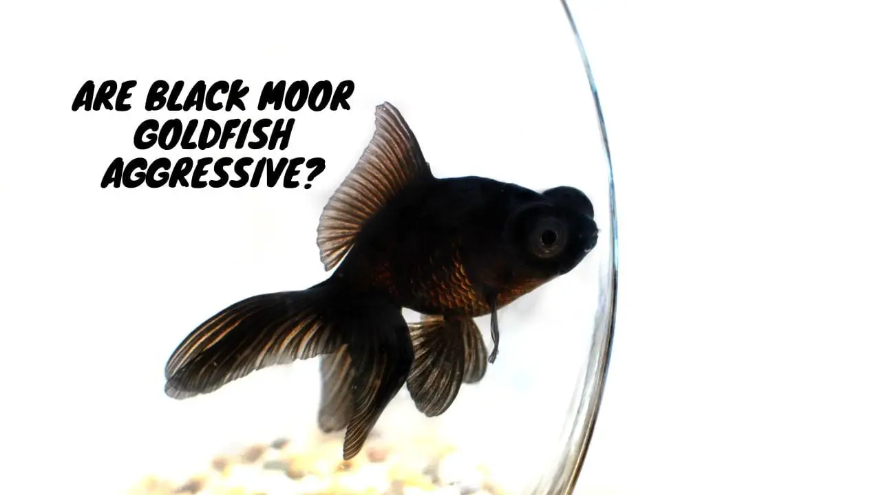 Are Black Moor Goldfish Aggressive