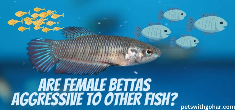 Are Female Betta Fish Aggressive