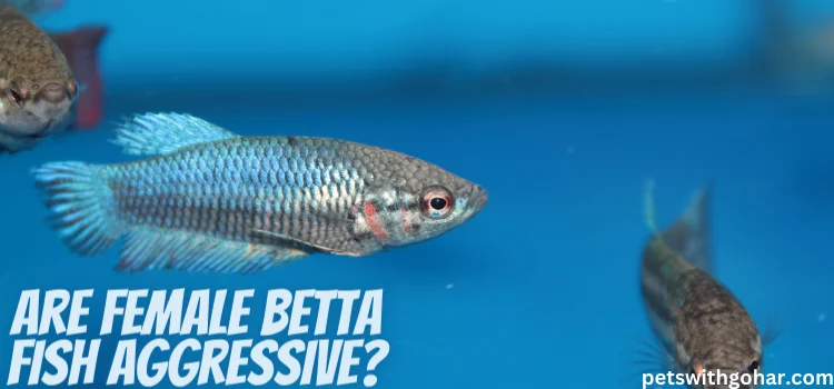 Are Female Betta Fish Aggressive
