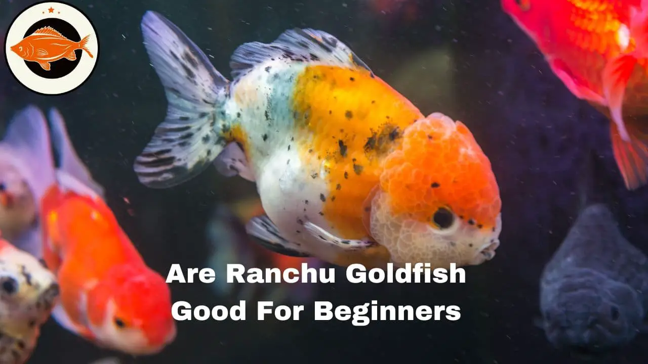 Are Ranchu Goldfish Good For Beginners (1)