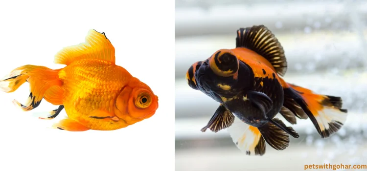 Are Telescope Goldfish The Same As Butterfly Tail Goldfish