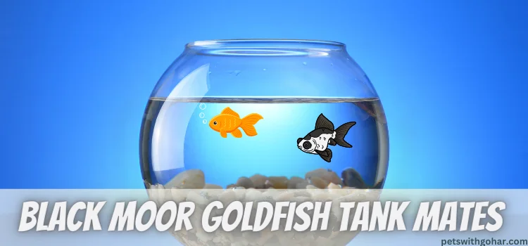 Black Moor Goldfish Tank Mates