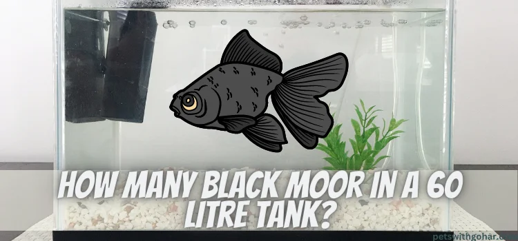 How Many Black Moor In A 60 Litre Tank
