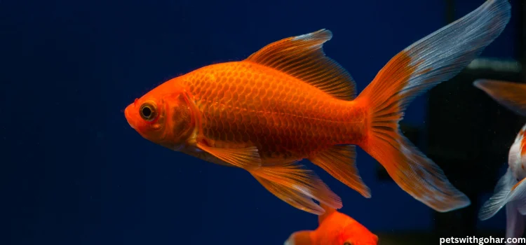 Can A Comet Goldfish Breed With A Black Moor