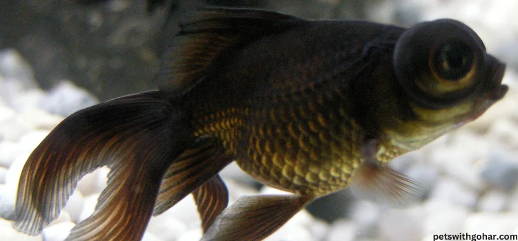 Can A Comet Goldfish Breed With A Black Moor