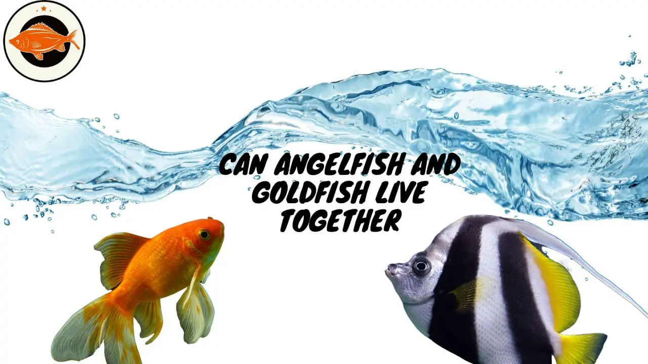 Can Angelfish And Goldfish Live Together (1)