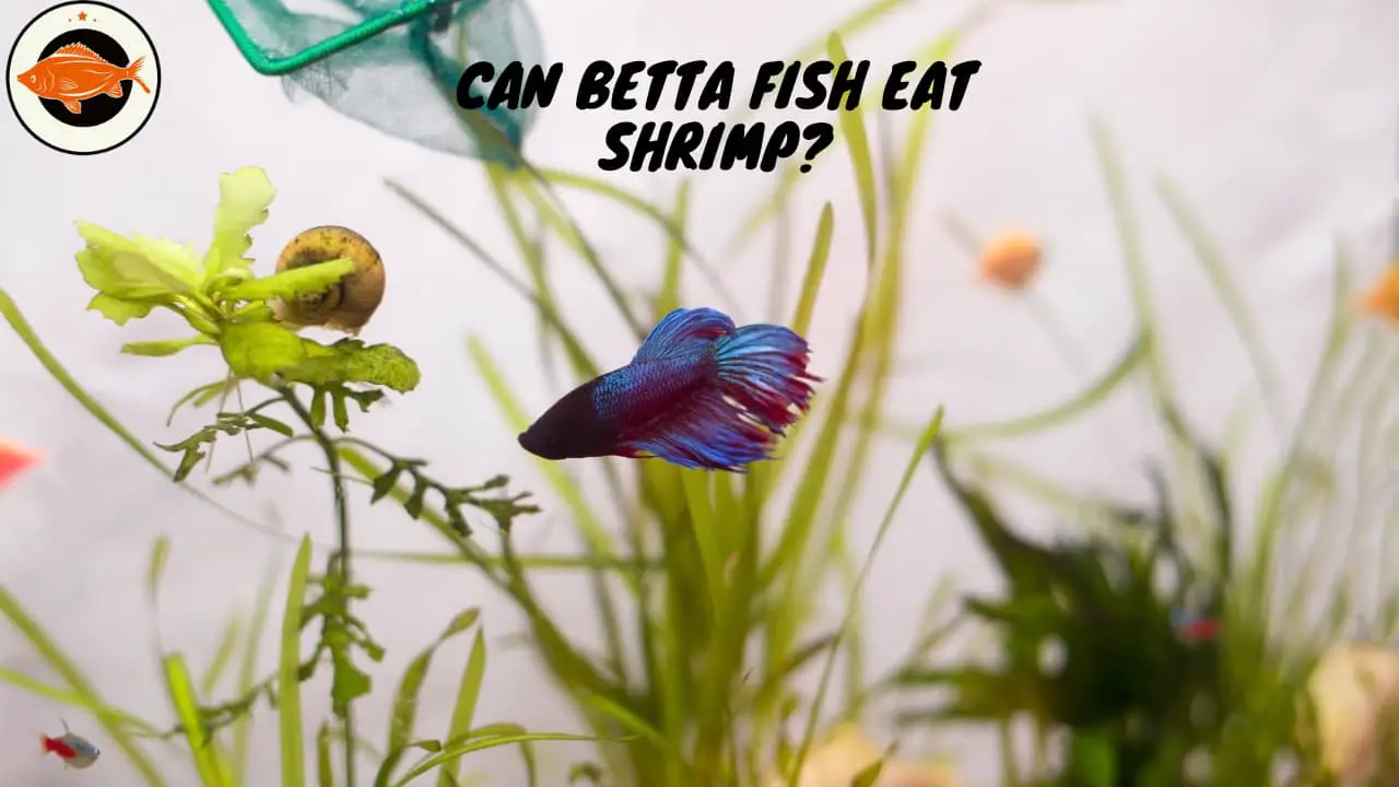 Can Betta Fish Eat Shrimp (1)