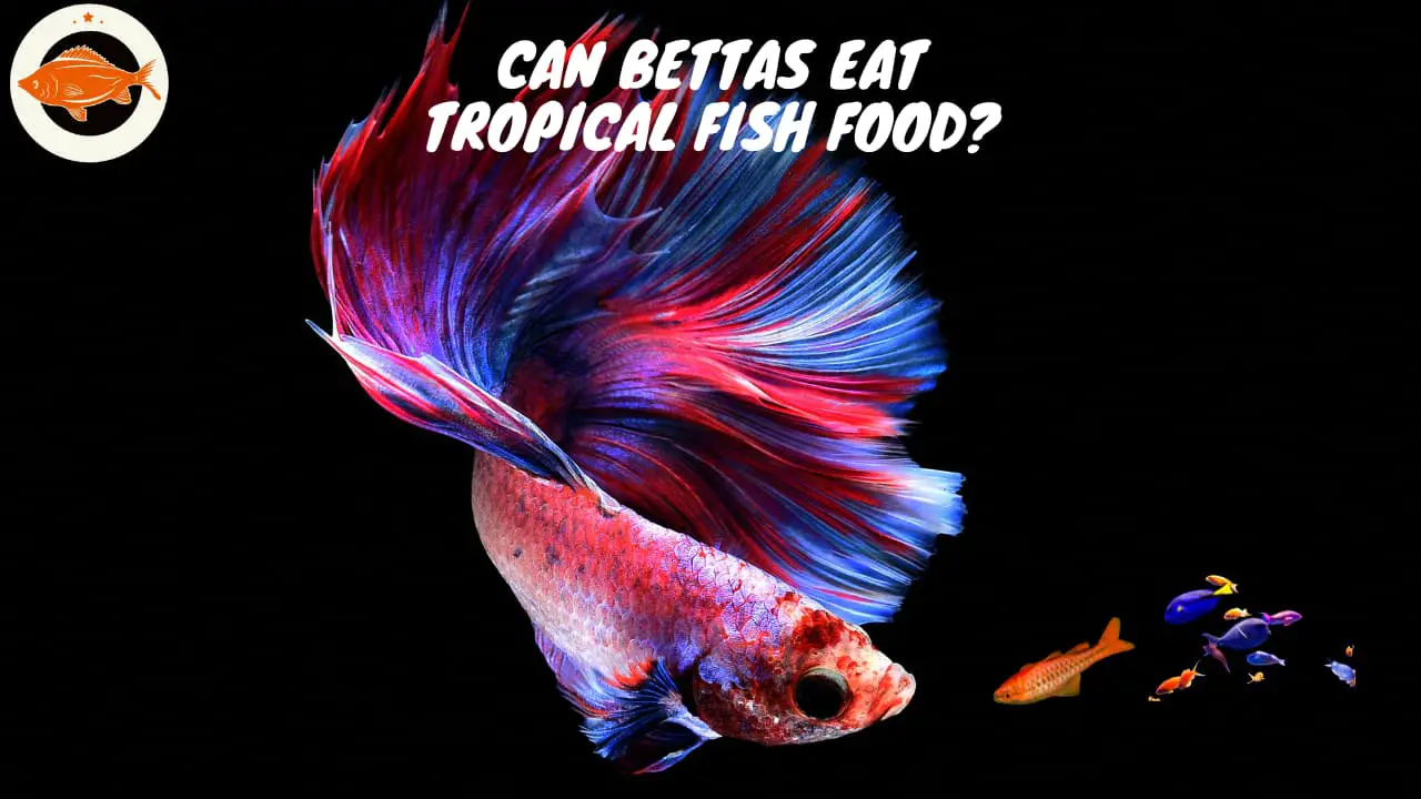 Can Bettas Eat Tropical Fish Food (1) (1)