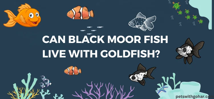 Can Black Moor Fish Live With Goldfish