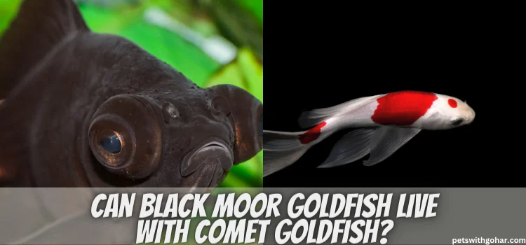 Can Black Moor Goldfish Live With Comet Goldfish
