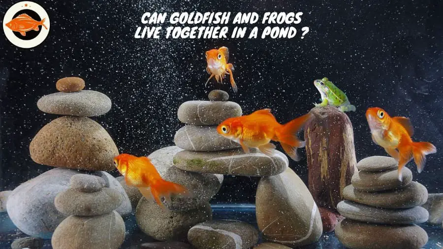 Can Goldfish And Frogs Live Together In A Pond (1)