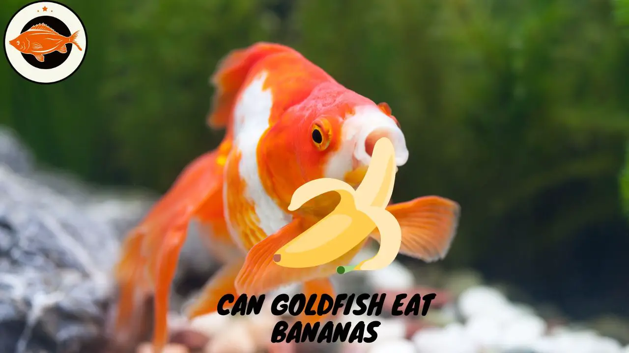 Can Goldfish Eat Bananas