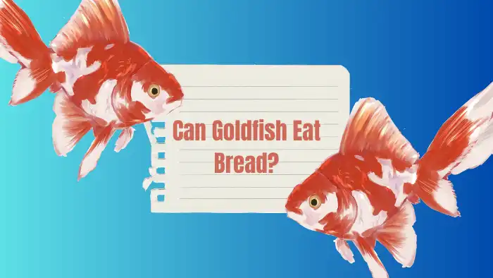 Can Goldfish Eat Bread?