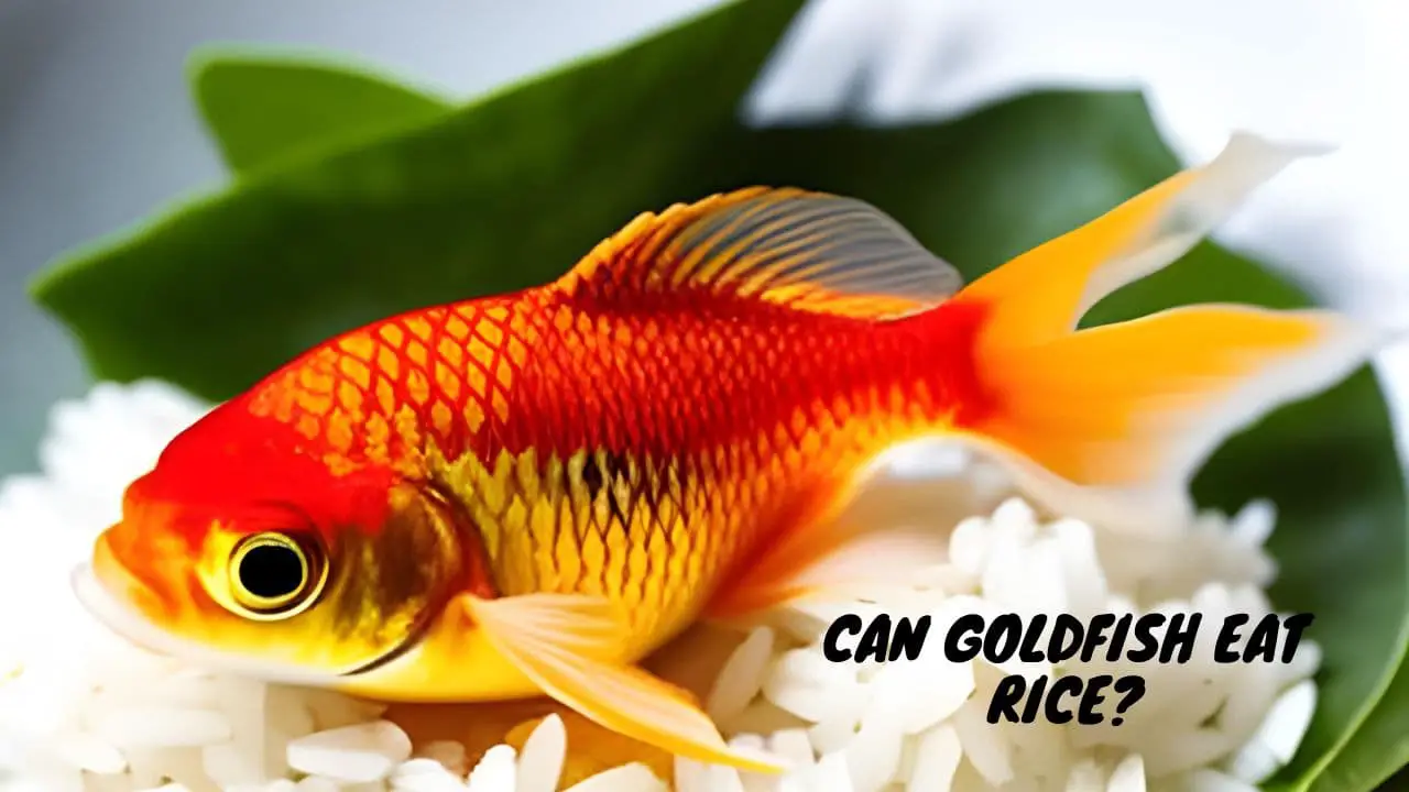 Can Goldfish Eat Rice (1)