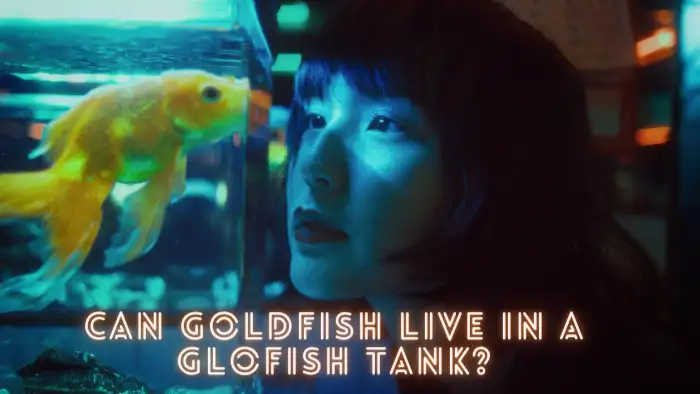 Can Goldfish Live in a GloFish Tank?