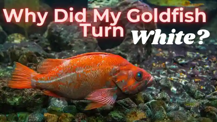 Why Did My Goldfish Turn White?