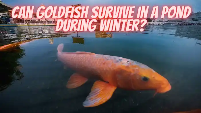 Can Goldfish Survive in a Pond During Winter?