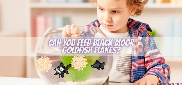 Can You Feed Black Moor Goldfish Flakes