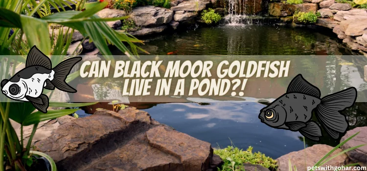 Can Black Moor Goldfish Live In A Pond