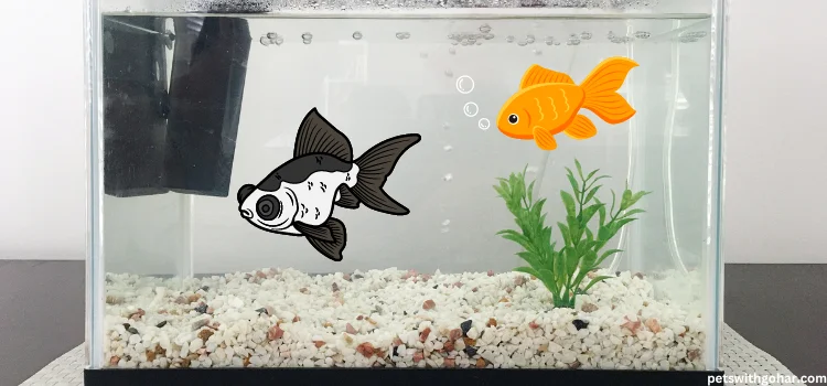 Can Fantail Goldfish Live With Black Moors