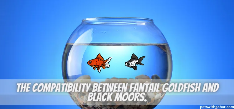 Can Fantail Goldfish Live With Black Moors