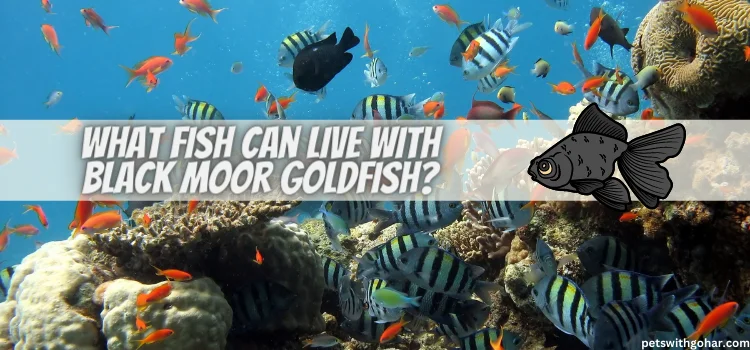 What Fish Can Live With Black Moor Goldfish