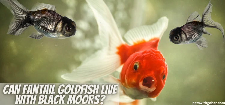 Can Fantail Goldfish Live With Black Moors