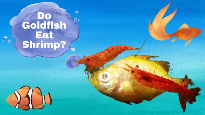 Do Goldfish Eat Shrimp?