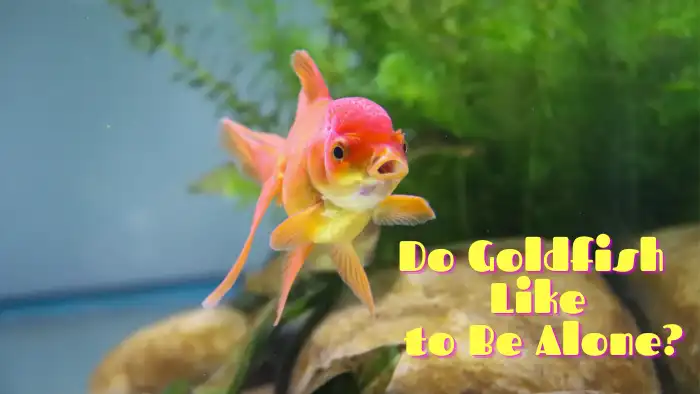 Do Goldfish Like to Be Alone?