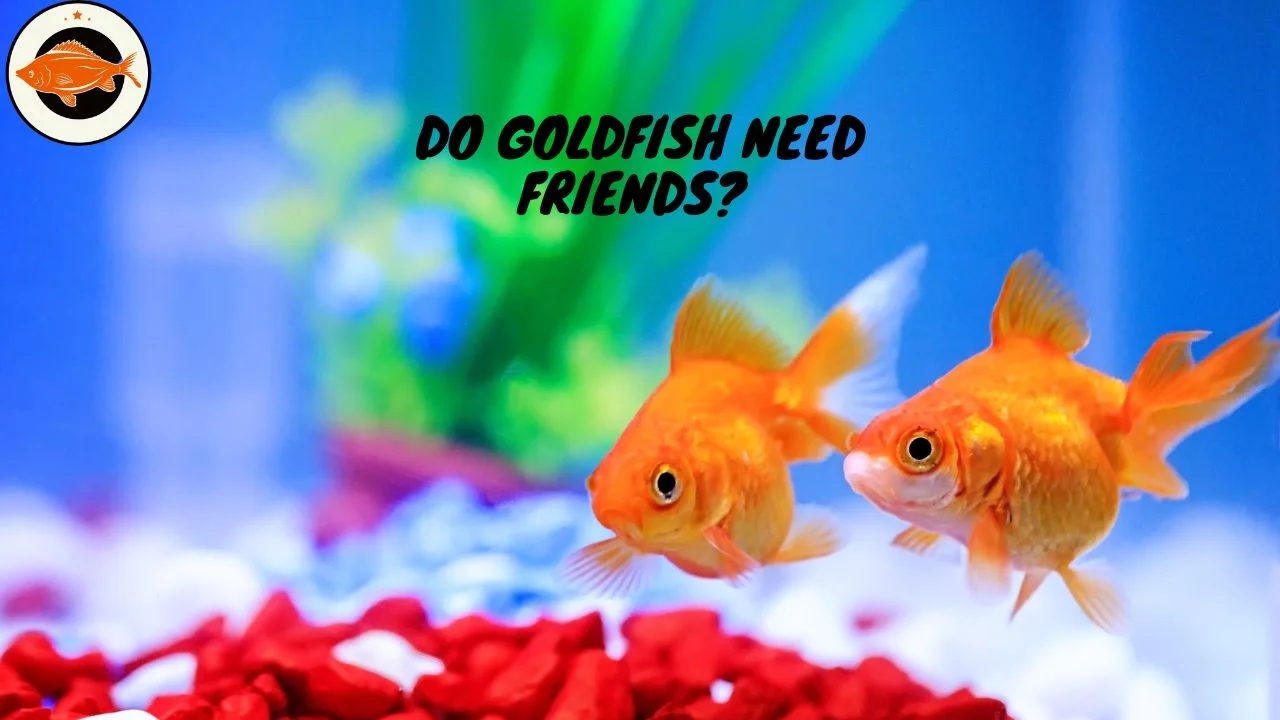 Do Goldfish Need Friends Unveiling the Social Dynamics of Goldfish
