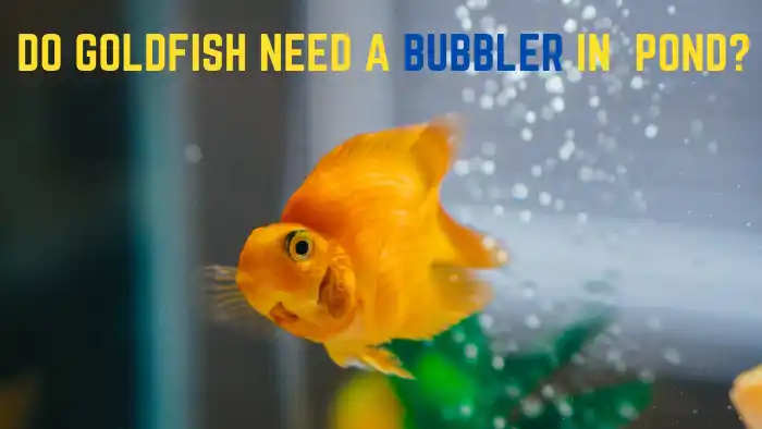 Do Goldfish Need a Bubbler in a Pond?