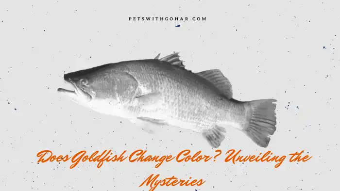 Does Goldfish Change Color? Unveiling the Mysteries