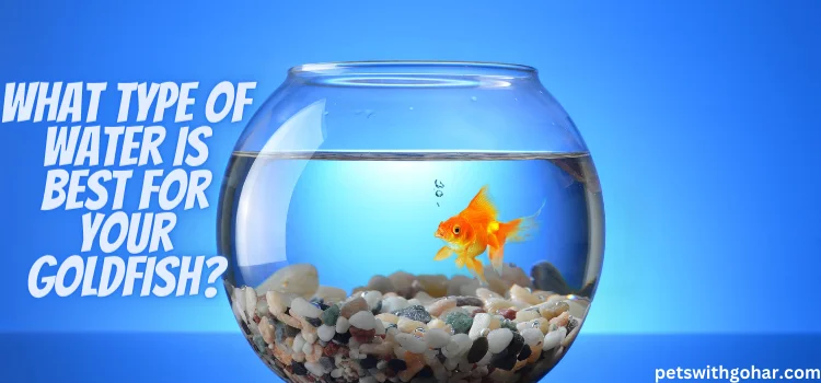 What Type of Water is Best for Your Goldfish