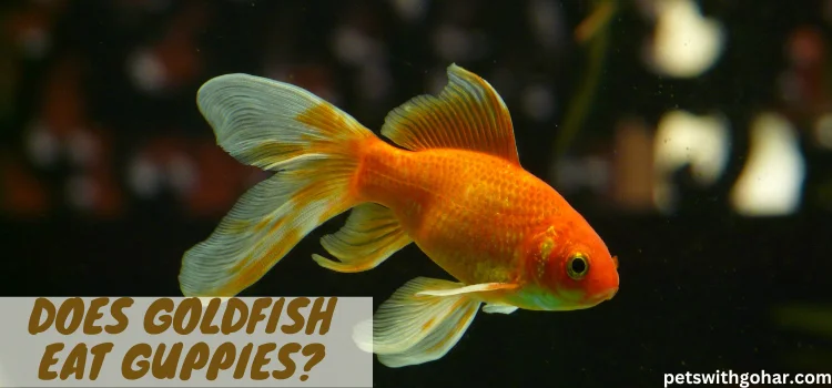 Does Goldfish Eat Guppies