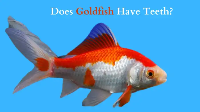 Does Goldfish Have Teeth