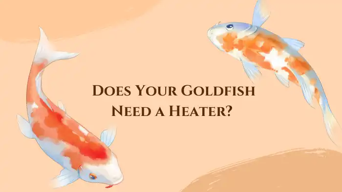 Does Your Goldfish Need a Heater?