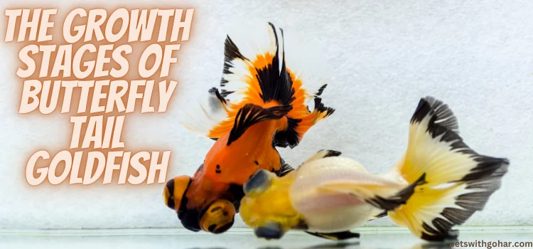 How Big Do Butterfly Tail Goldfish Get