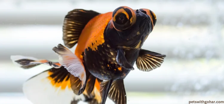 How Big Do Butterfly Tail Goldfish Get