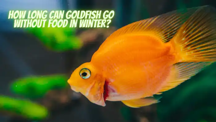 How Long Can Goldfish Go Without Food in Winter?