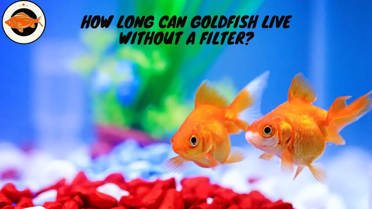 How Long Can Goldfish Live Without a Filter (1)