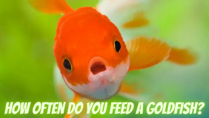 How Often Do You Feed A Goldfish? A Simple Guide