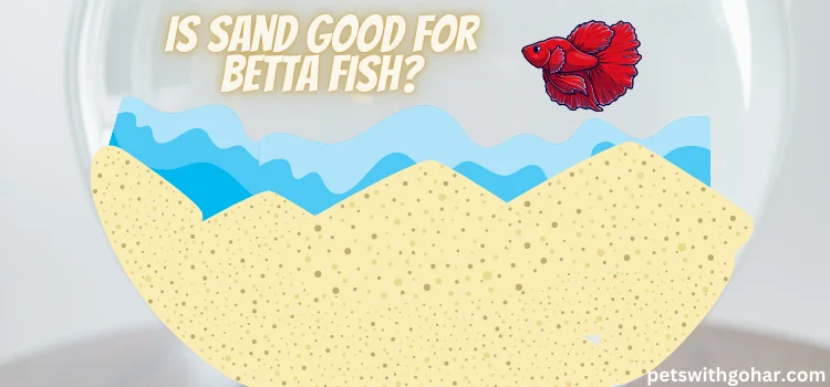 Is Sand Good For Betta Fish