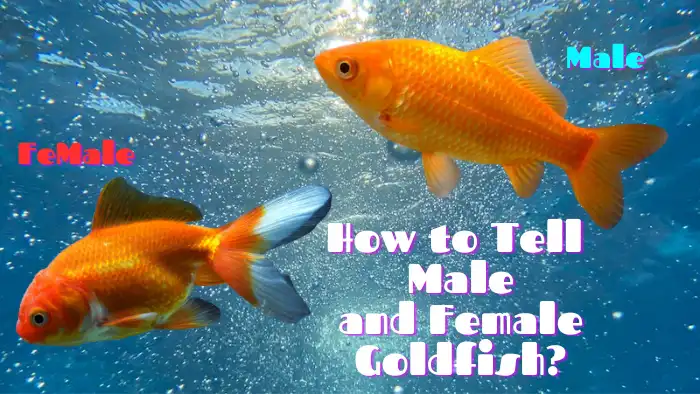 How to Tell Male and Female Goldfish A Comprehensive Guide