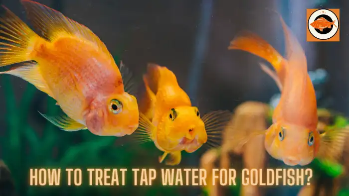 How to Treat Tap Water for Goldfish?