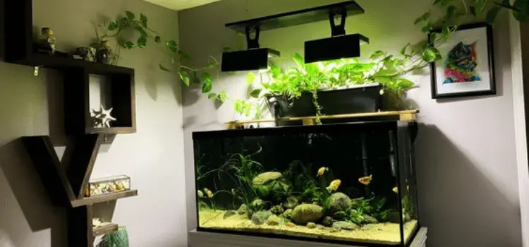 Creating the Ideal Environment for Black Moor Goldfish and Tank Mates