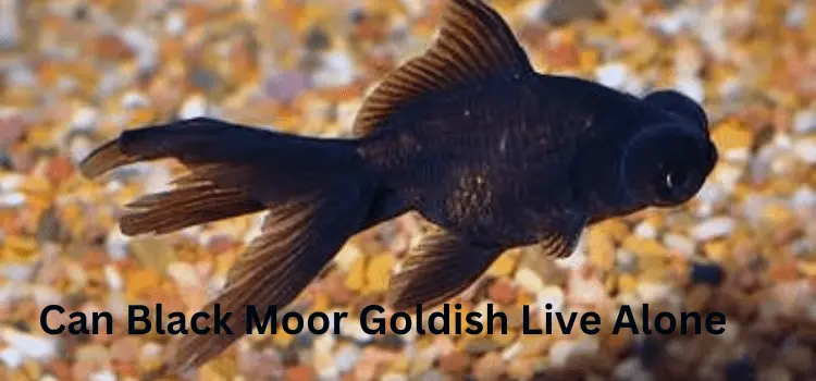 Can Black Moor Goldfish Live Alone?