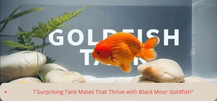 7 Surprising Tank Mates That Thrive with Black Moor Goldfish